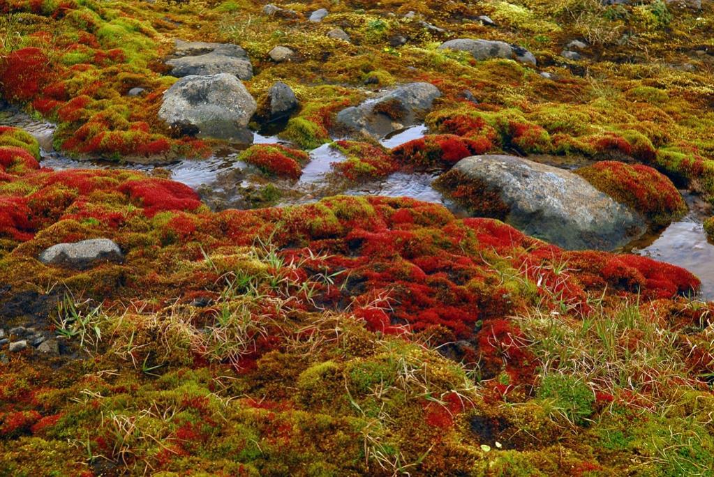Moos auf Hooker Island - Franz Josef Land