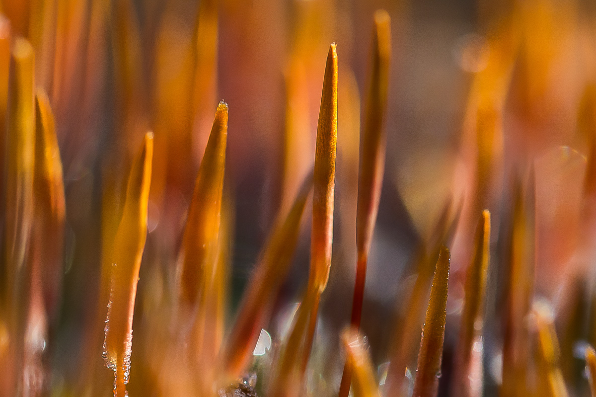 Moosblüte 130222 (1 von 1).jpg