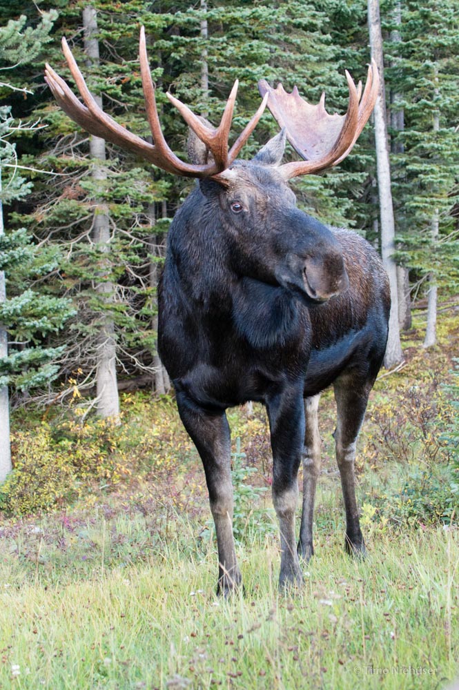 moose 01