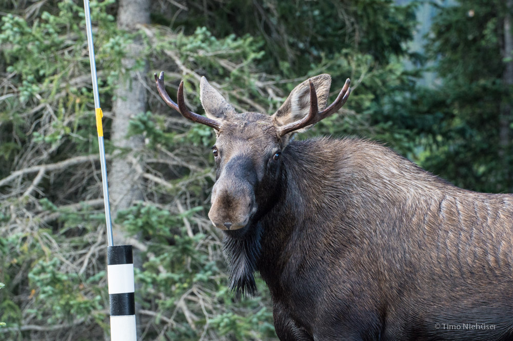 moose 03