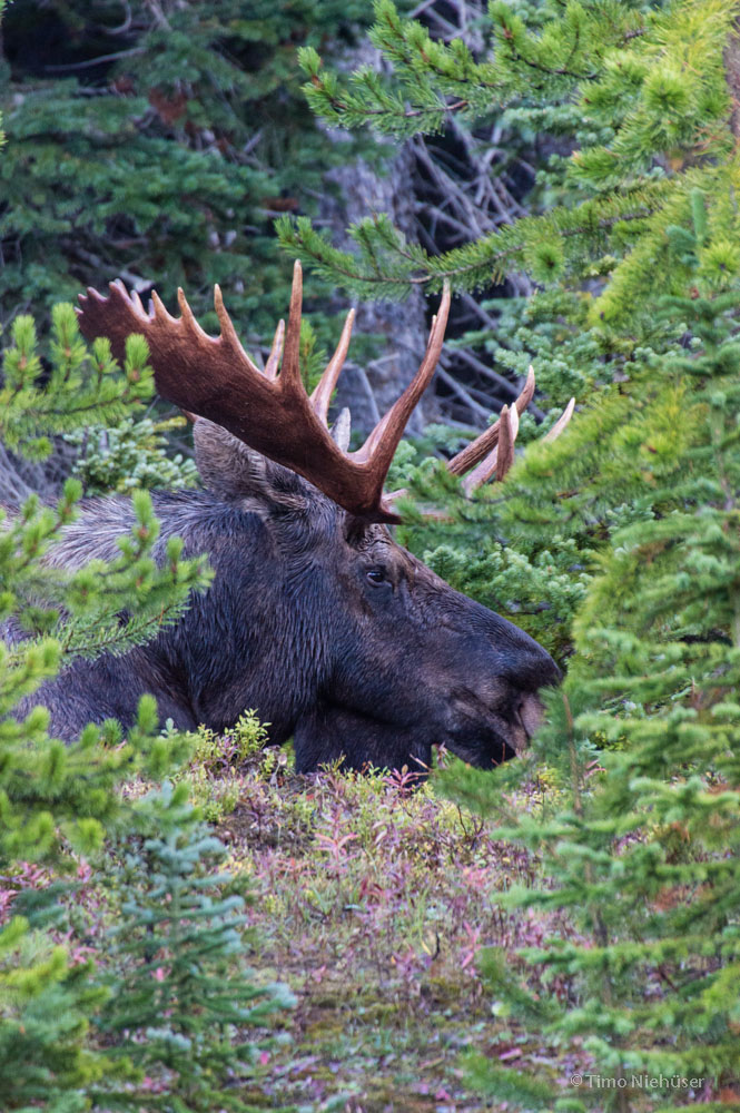 moose 05