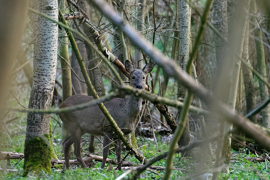 Moosgrund II