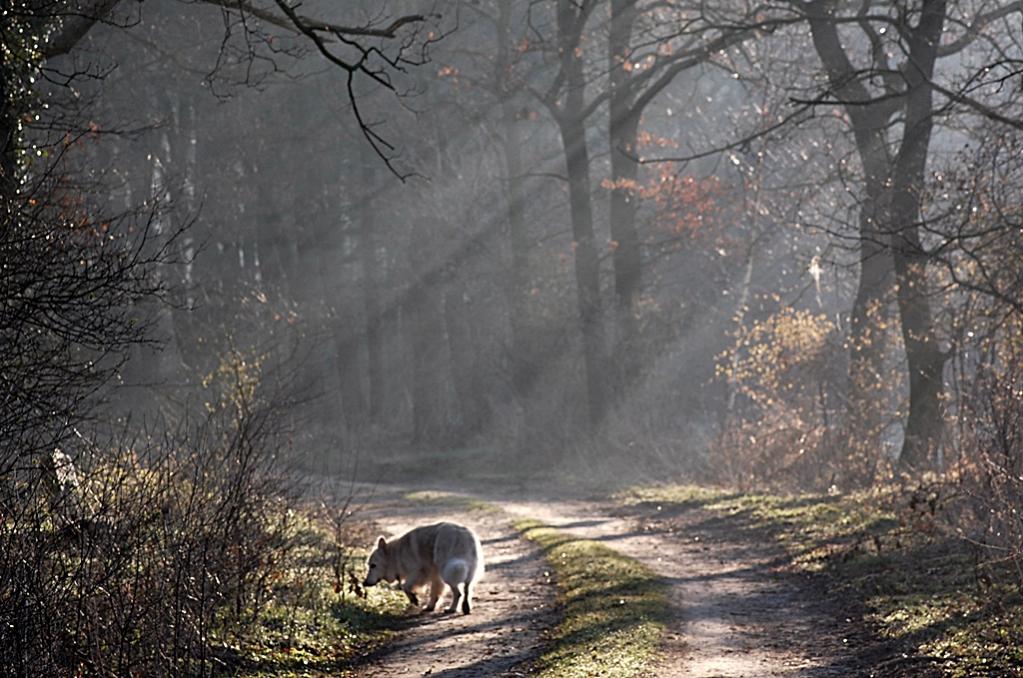 Morgen im Wald 018