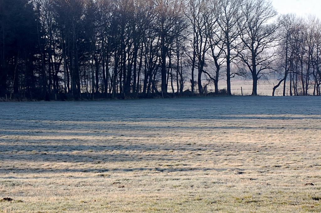 Morgen im Wald 019