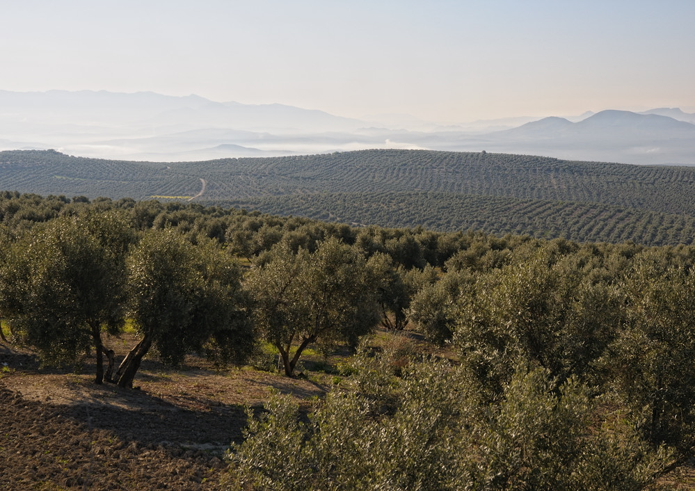 Morgen in Andalusien