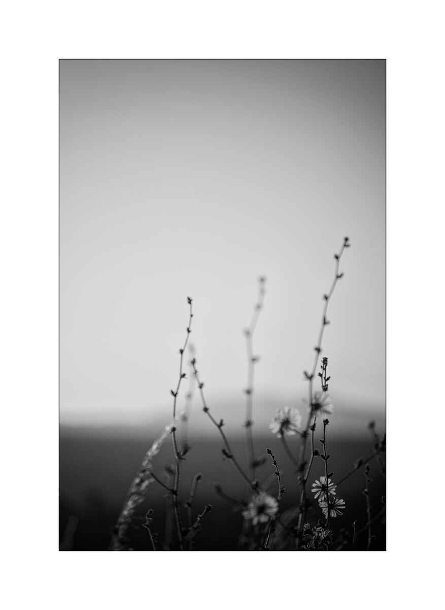 MorgenDSC_2009.jpg