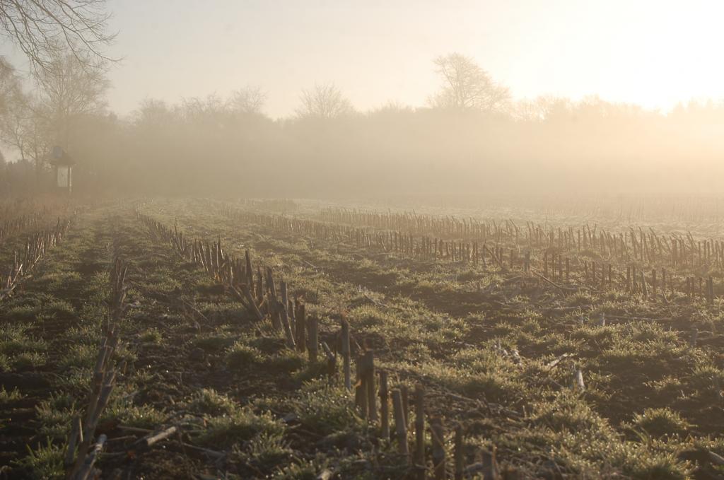 Morgenlicht 004