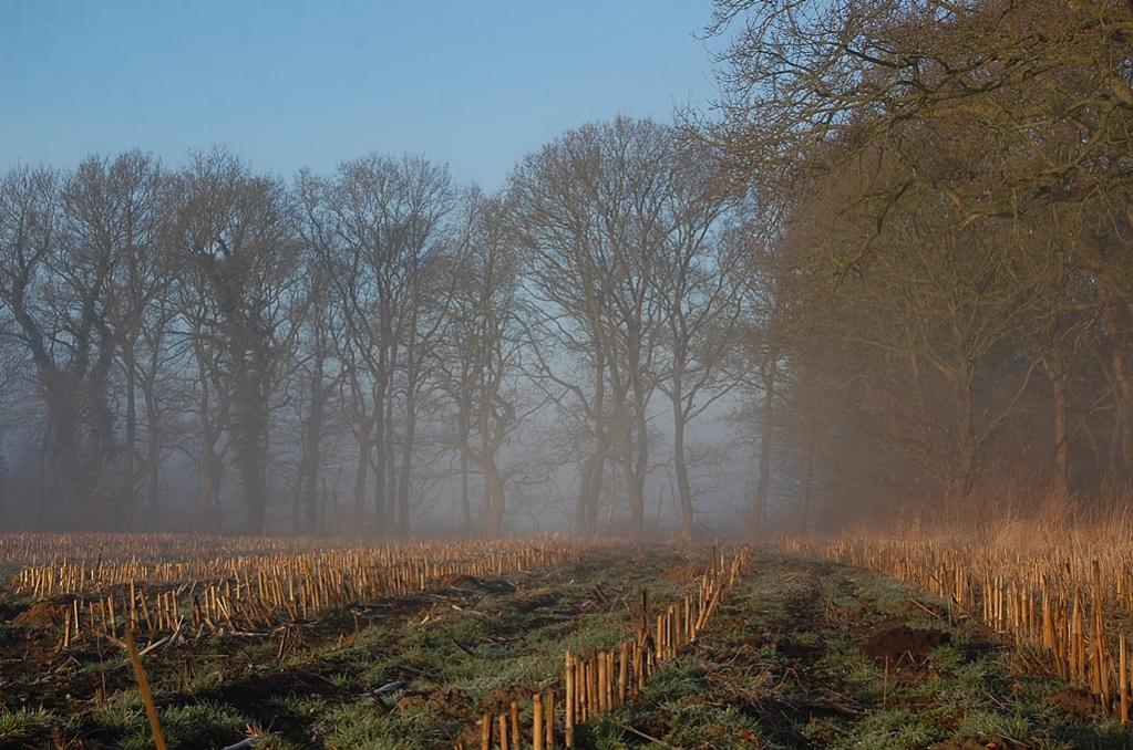 Morgenlicht 008