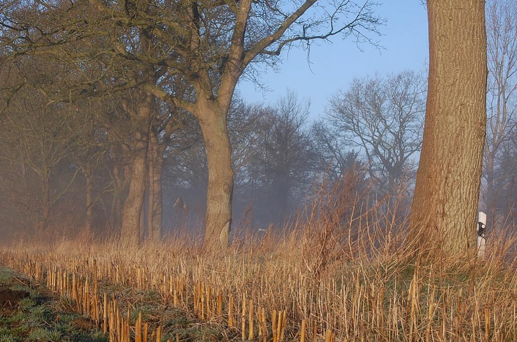 Morgenlicht 009