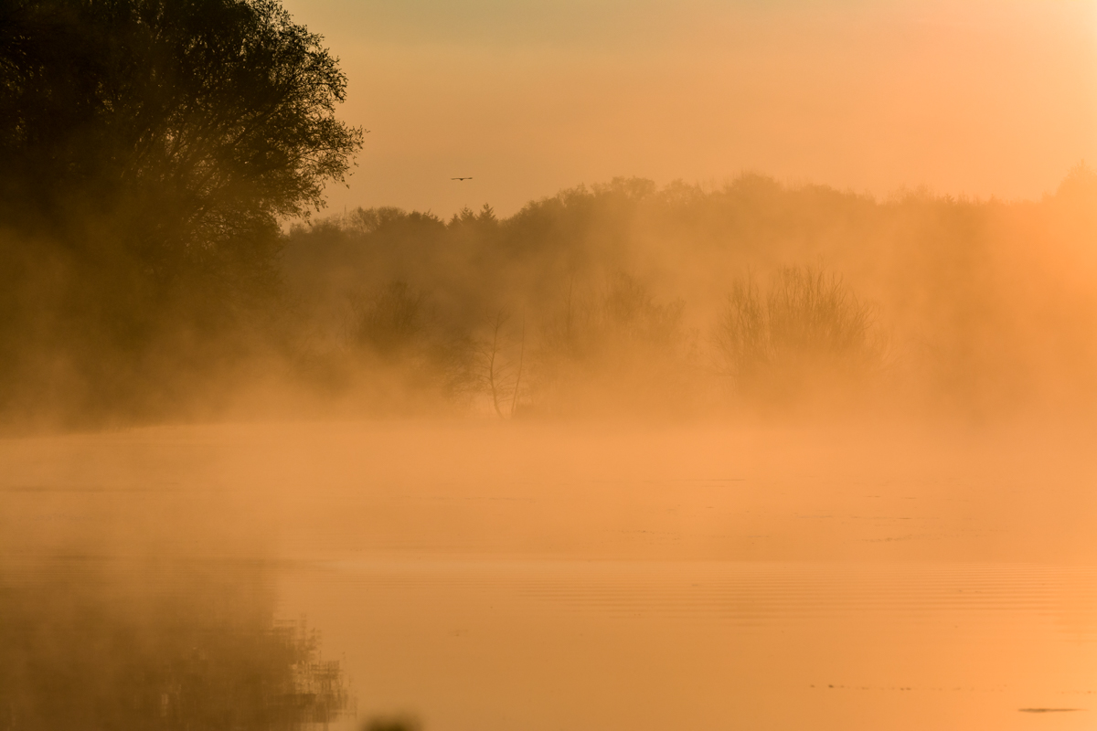 Morgennebel am Enkheimer Ried, Frankfurt