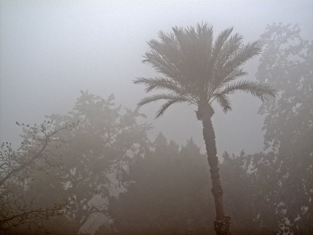 Morgennebel am Nil