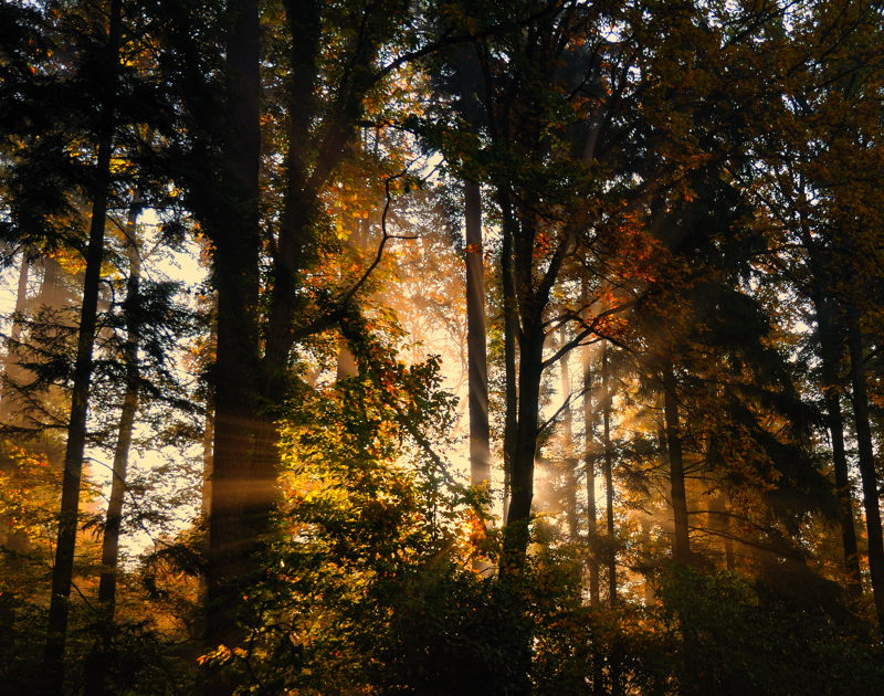 Morgennebel im Wald