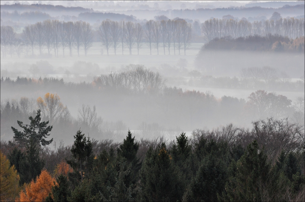 Morgennebel in der Hahnheide 01
