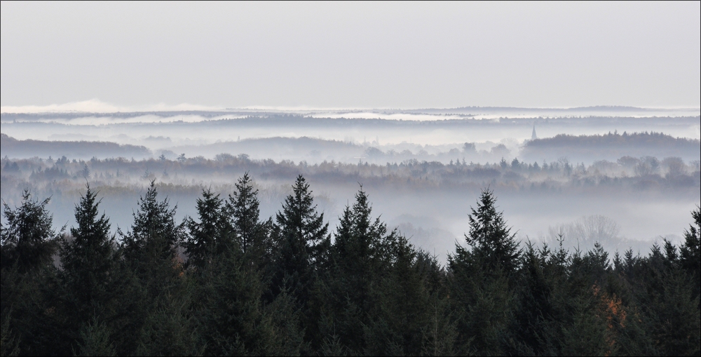 Morgennebel in der Hahnheide 03