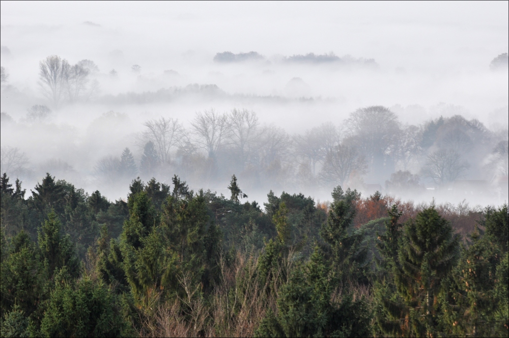 Morgennebel in der Hahnheide 05