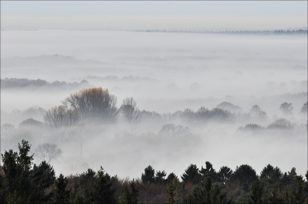 Morgennebel in der Hahnheide 07