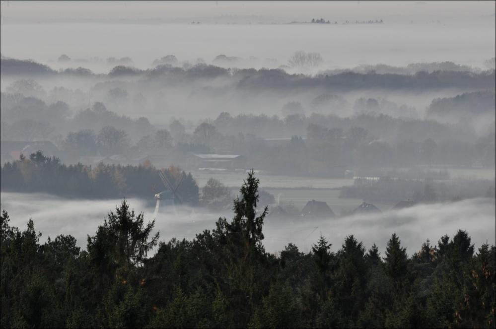 Morgennebel in der Hahnheide 12