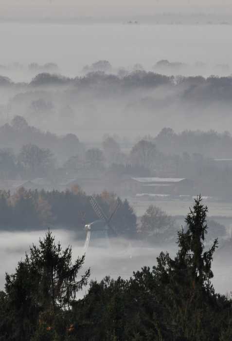 Morgennebel in der Hahnheide 13