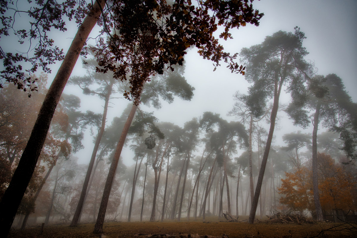 morgennebel_im_wald.jpg