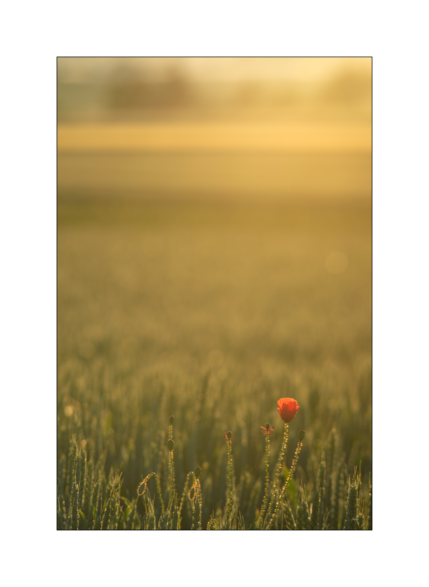 MorgenPZ1 2024