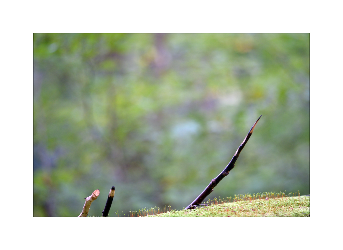 MorgenPZ1 3548