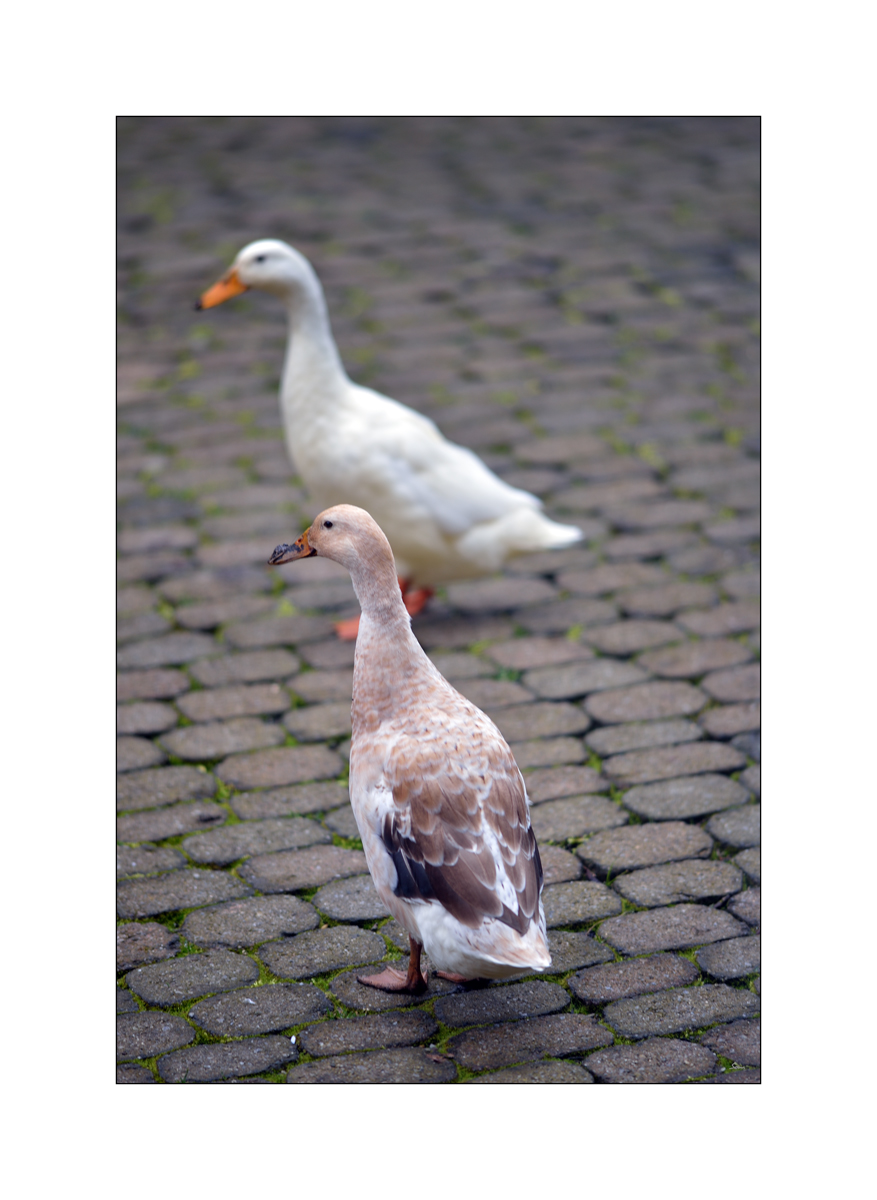 MorgenPZ1 5874
