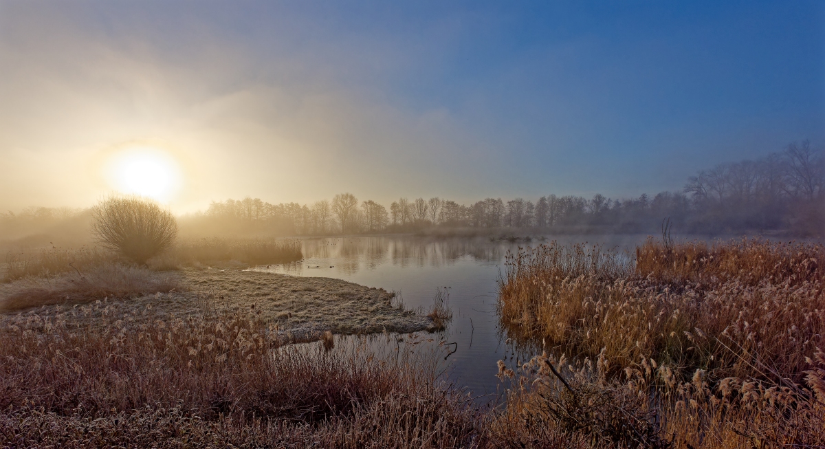 Morgens am Teich.jpg