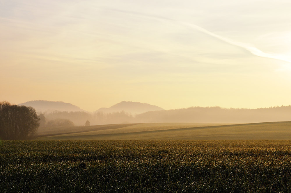 Morgentau