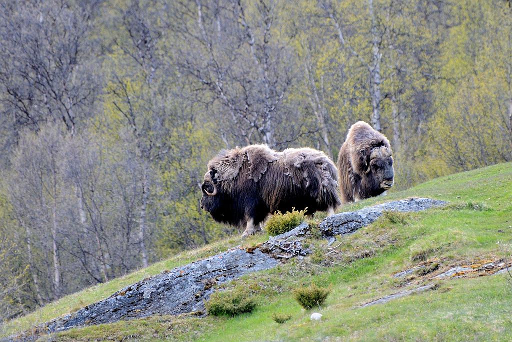 Moschus - Kongsvoll - Nikkor AF 80-400 VR
