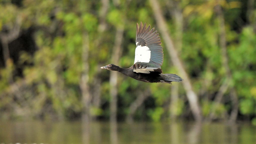 Moschusente (Muscorvy Duck)
Rapununi
4406
