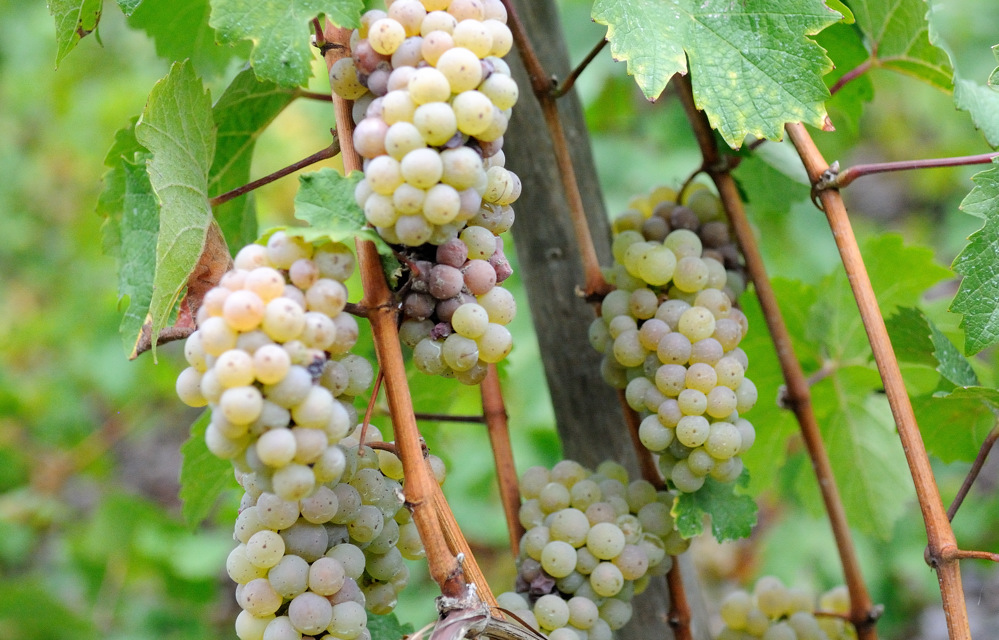 mosel 4 JKK 3712