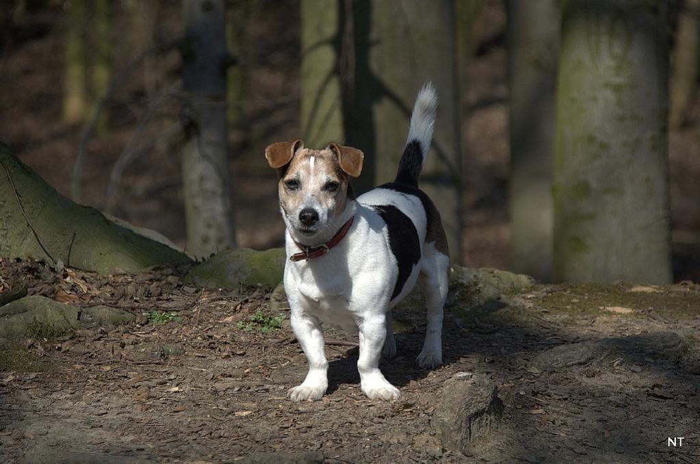 Motte im Walde