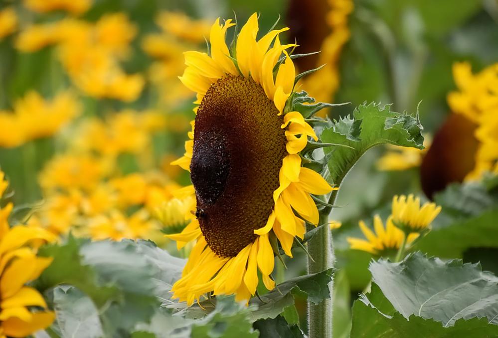 Mottobeet - Sunflowers

Aufgenommen im Palmengarten Frankfurt