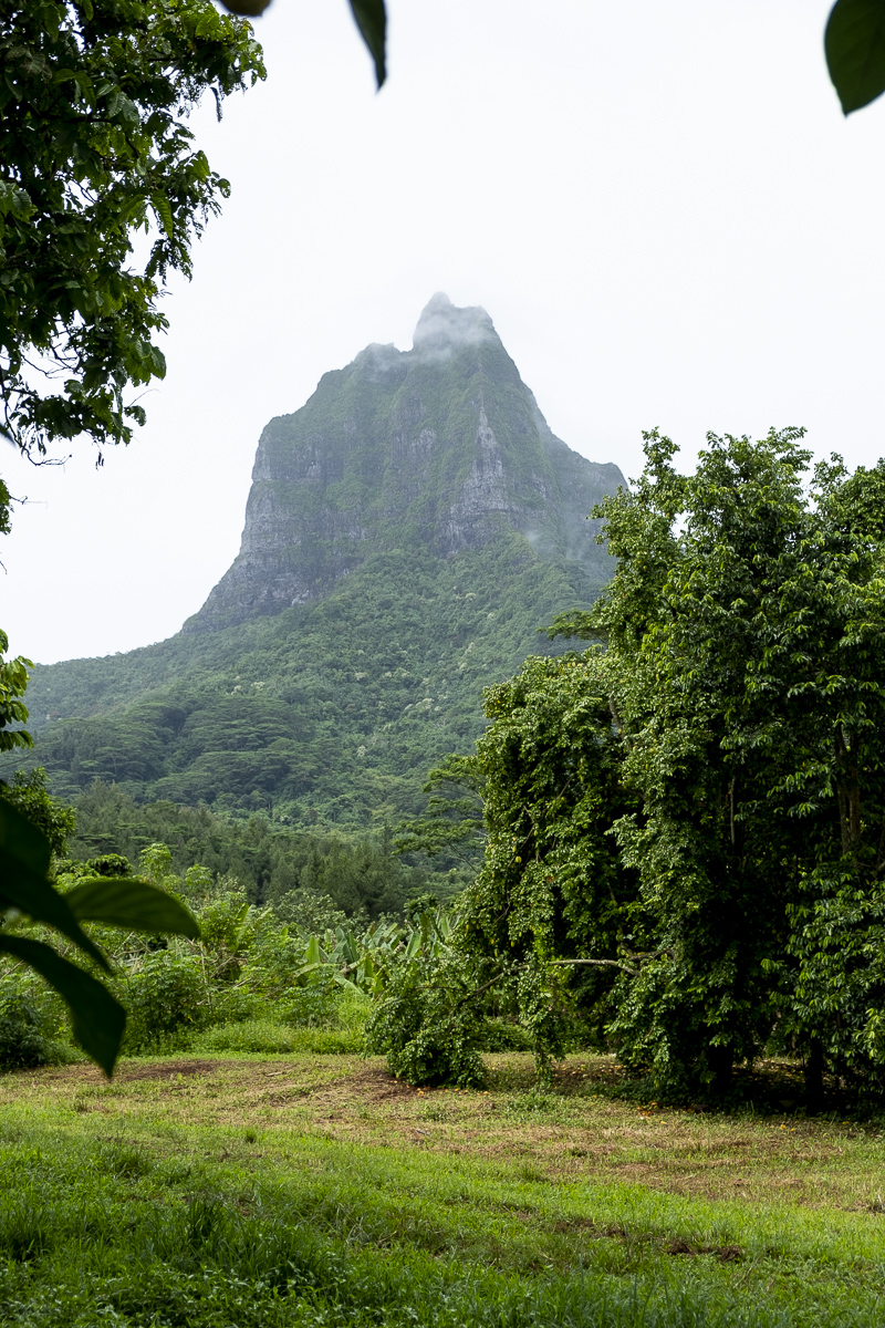 Mount Tohivea Moorea.jpg