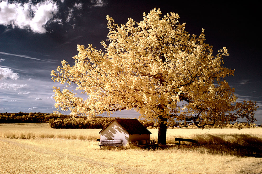 Mountain Ridge Oak 3