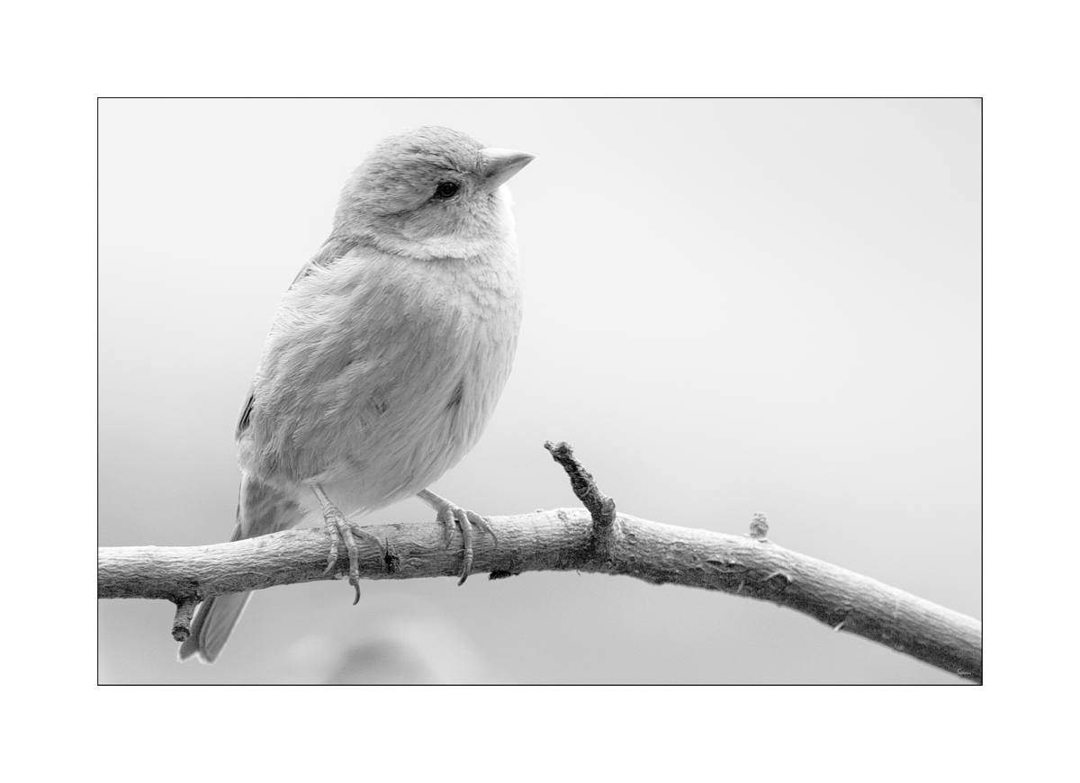 MozartDSC 0006