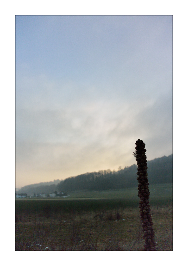 MozartDSC 5676