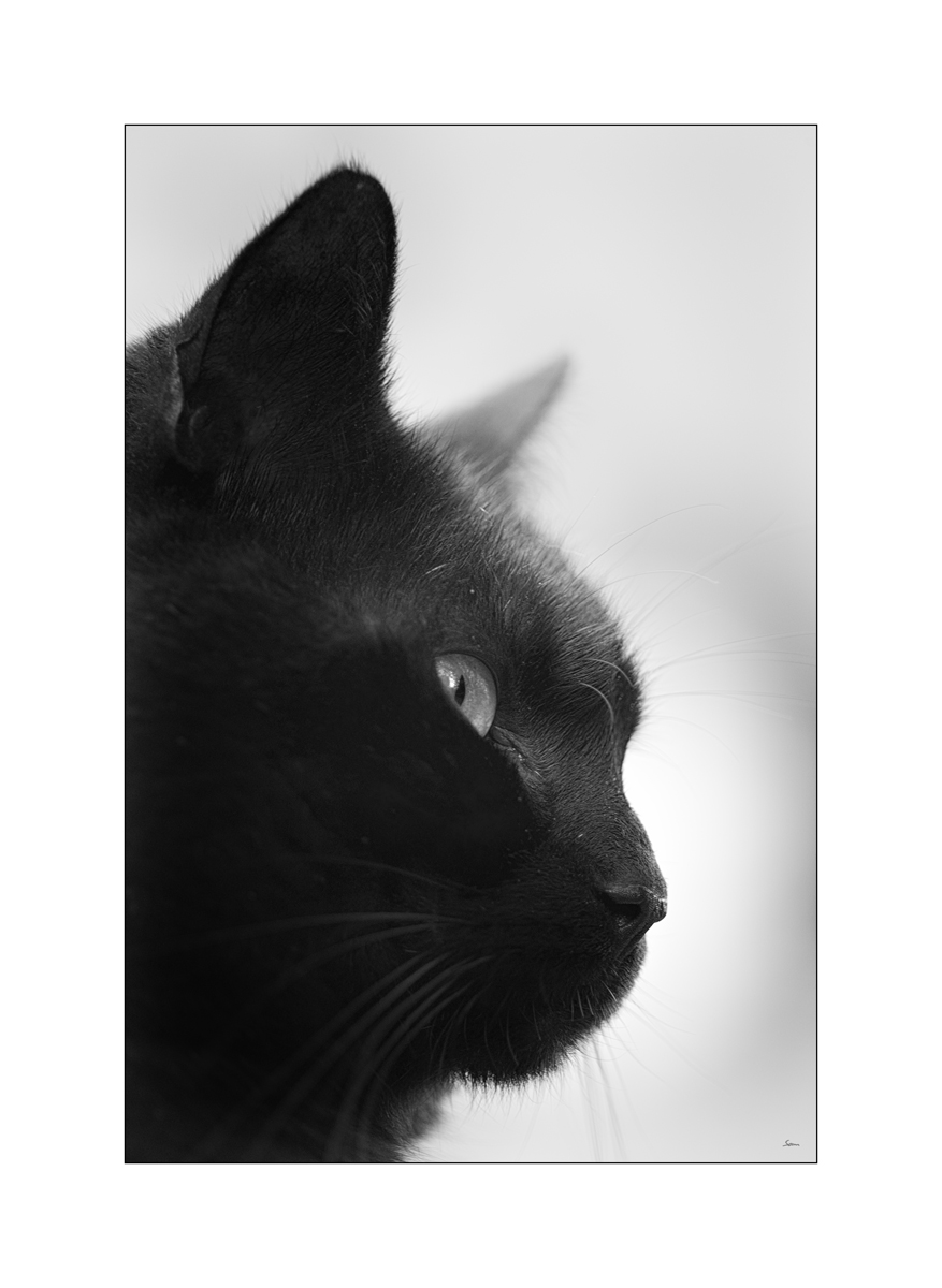 MozartPZ1 4461
