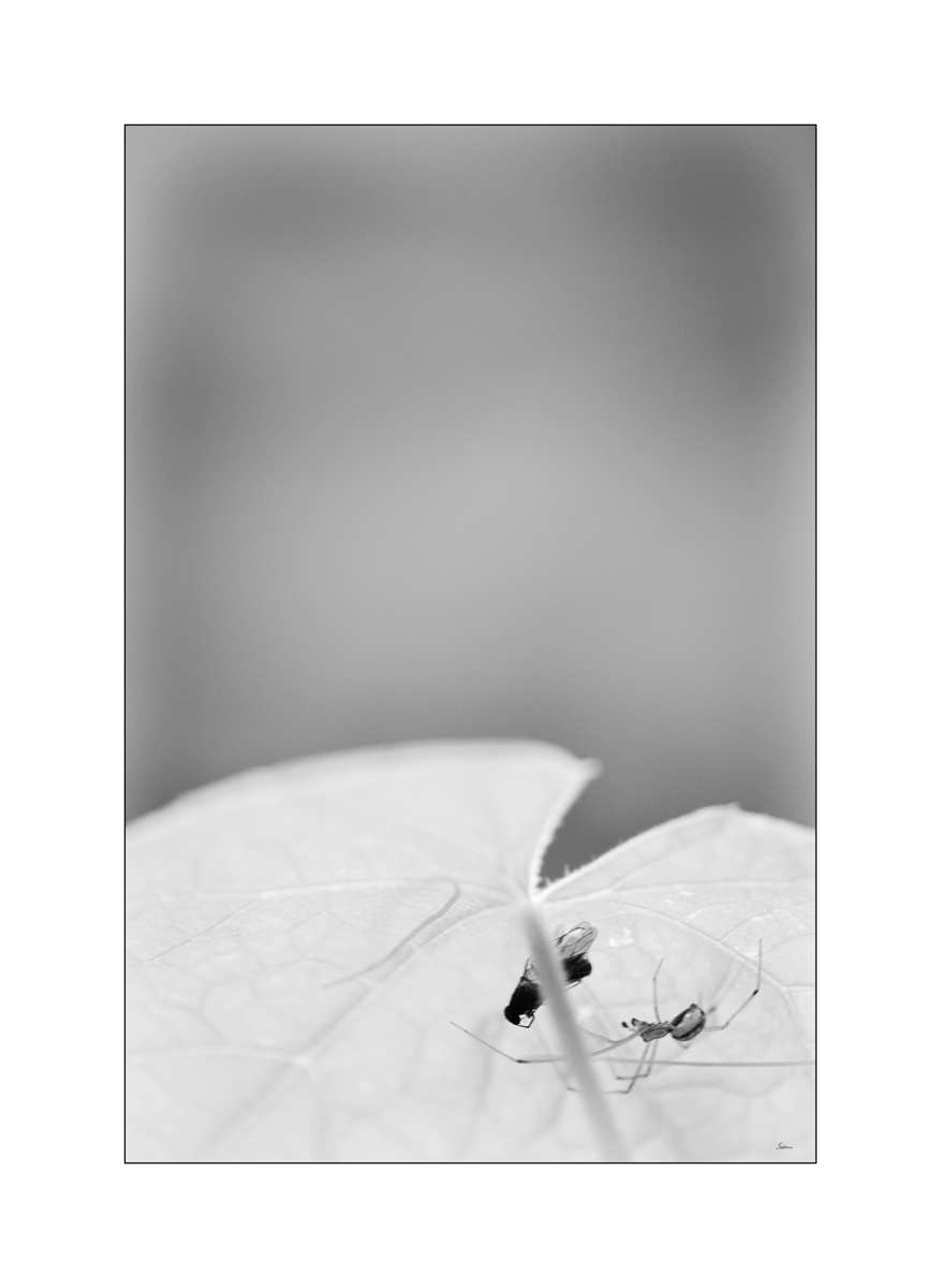 MozartPZ1 4741
