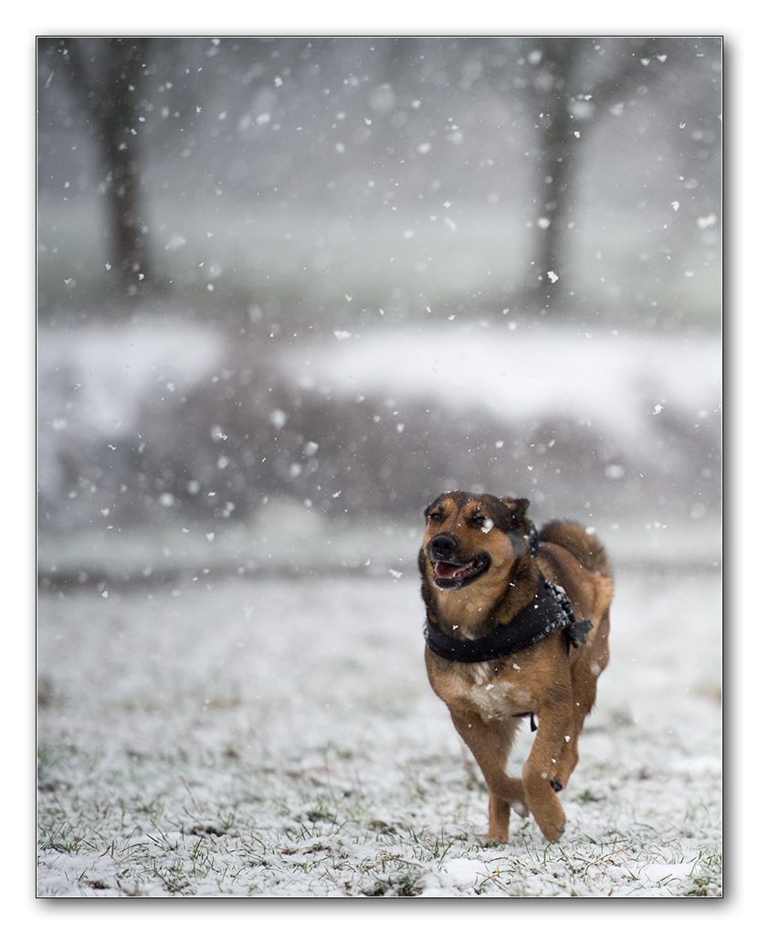 mrvi im schnee