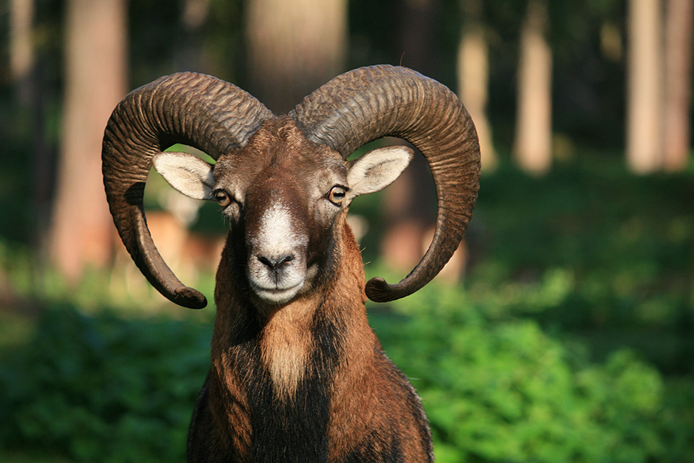 Mufflon-Bock