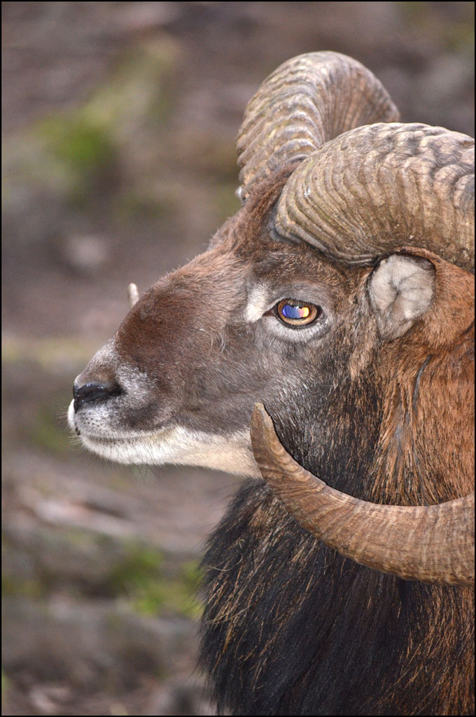 Mufflon Gesicht