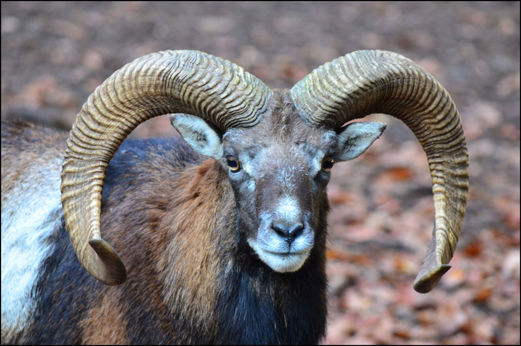 Mufflon hammel