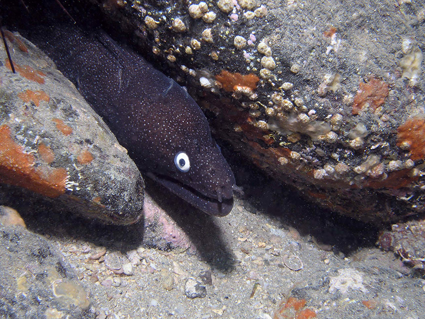 Muräne, Fuerteventura