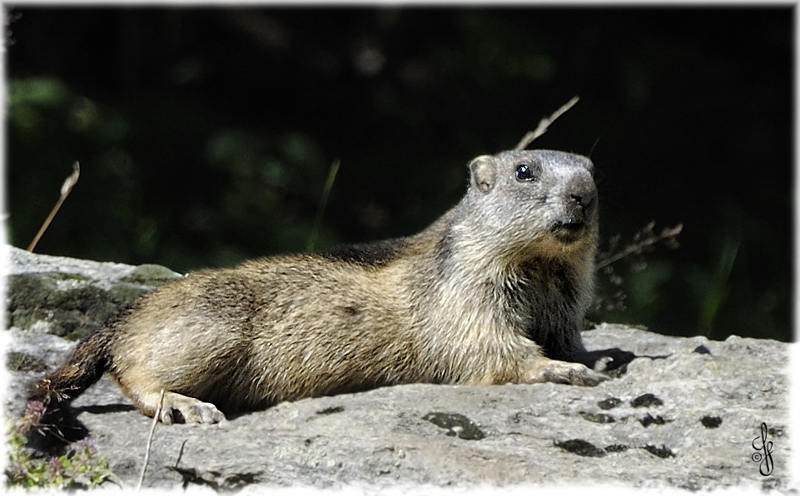 Murmel in freier Wildbahn