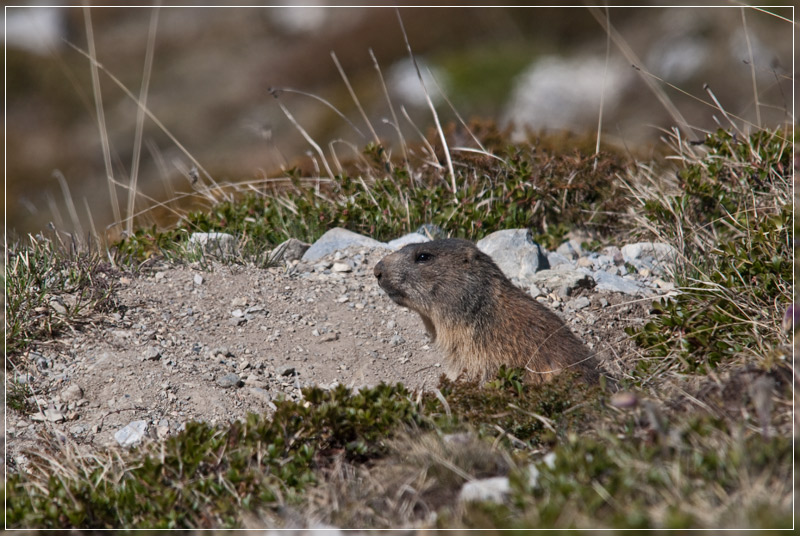 murmel1