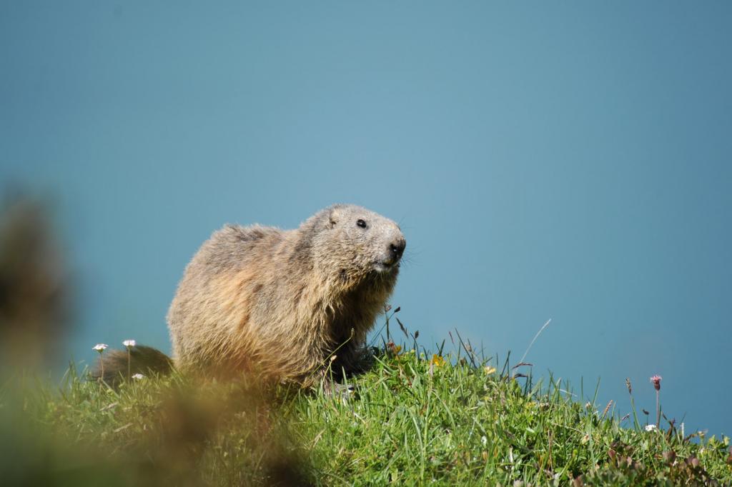 Murmeltier am Lünersee