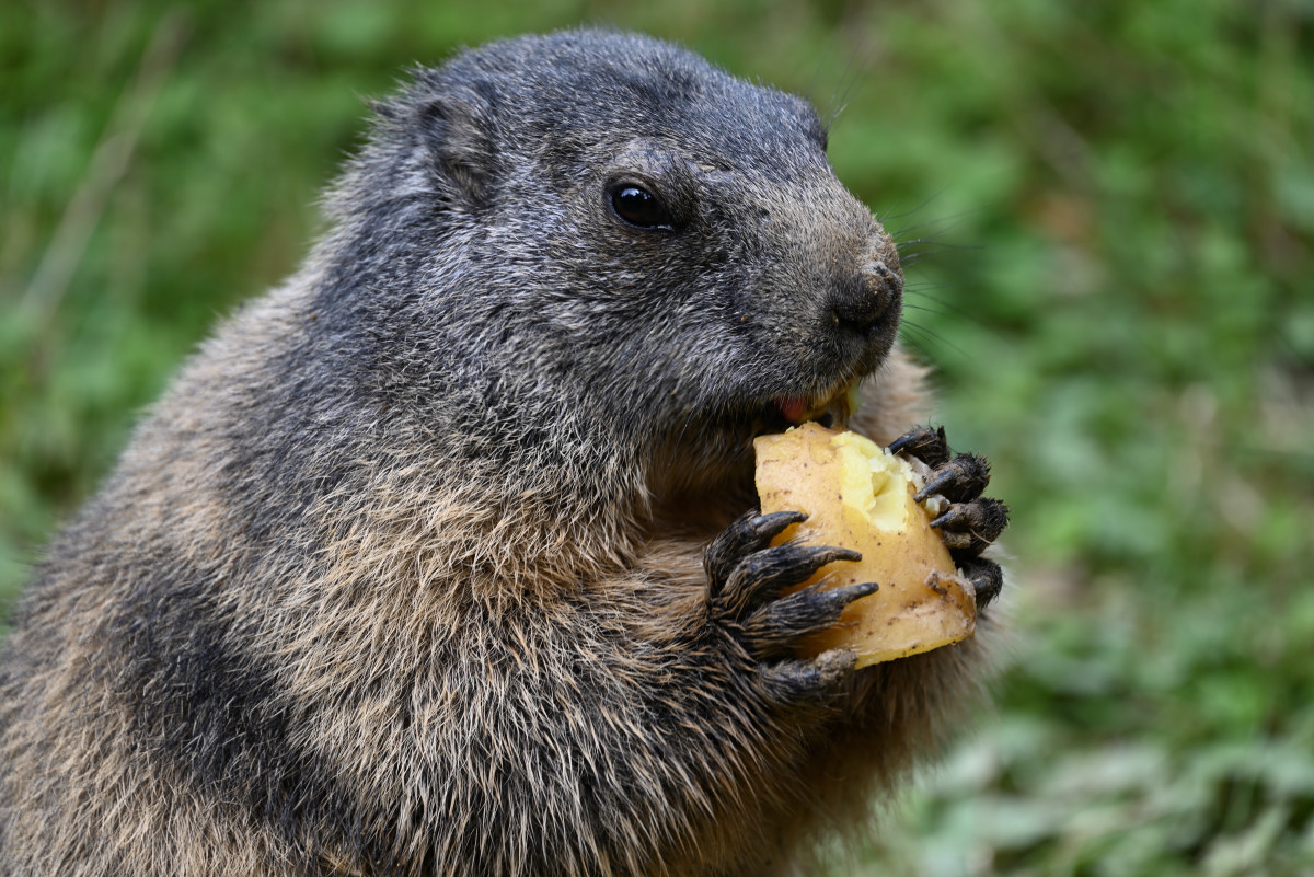 Murmeltier im Zoo Osnabrück