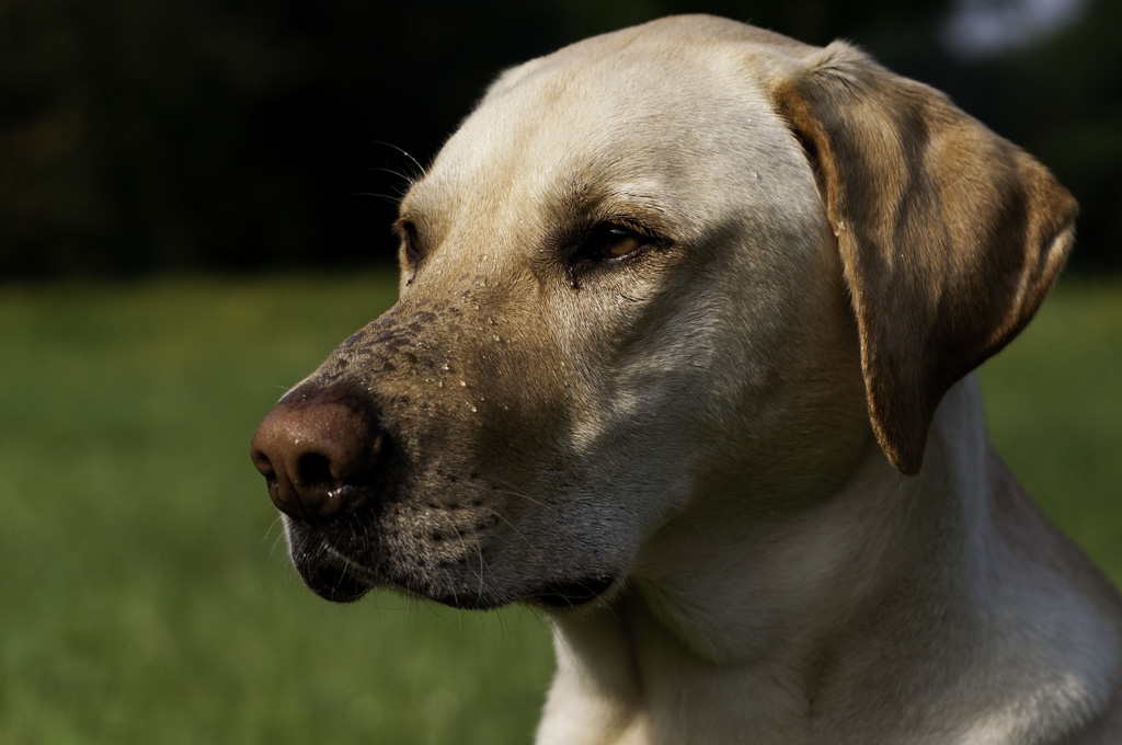 Murphy