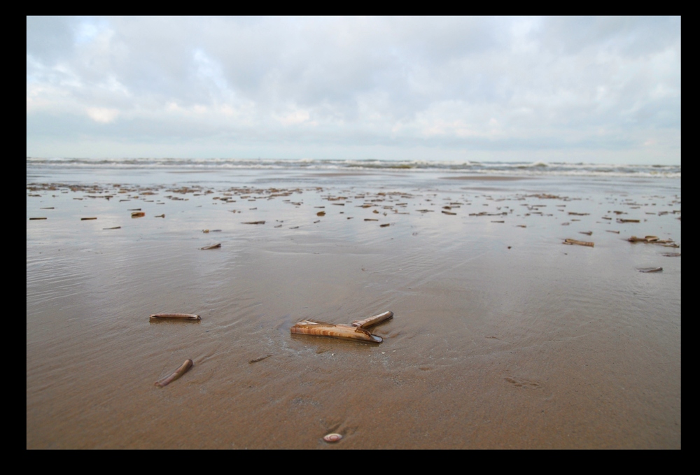 Muscheln am Strand